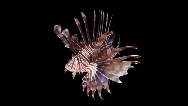 Denizlerdeki 105 istilacı tür ekosistemi tehdit ediyor