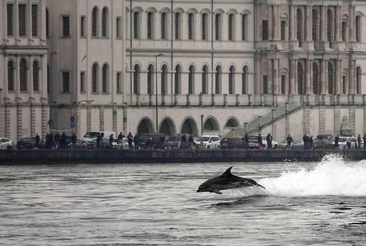 İstanbul Boğazı’nda yunus şöleni