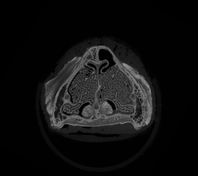 Kedi Burnu Neyi Kokladığını Nasıl Biliyor?