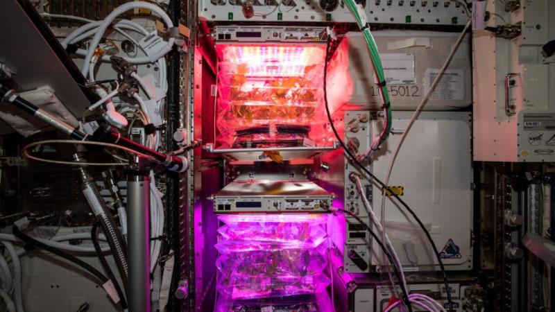 NASA’nın uzay domatesleri Dünya’ya geliyor