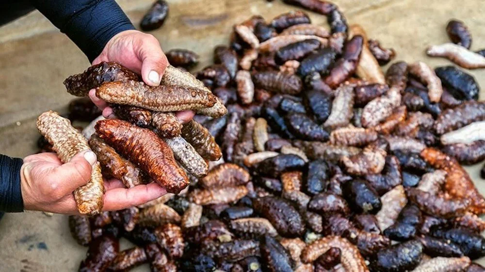 Deniz patlıcanı nedir? Deniz hıyarı olarak da bilinen deniz patlıcanı hakkında bilgiler