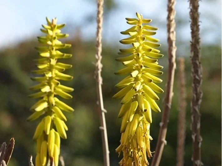 Ölümsüzlük otu (sarısabır) nedir, nerelerde yetişir?