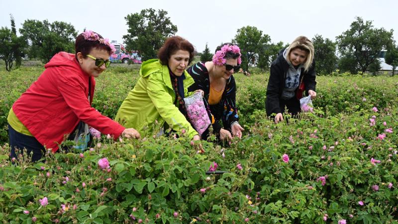 Uluslararası Gül Festivalinde gül toplayıp, gül şehri Isparta’yı tanıdılar