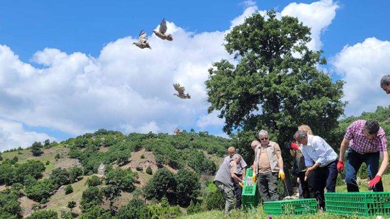 Bin adet kınalı keklik doğaya salındı