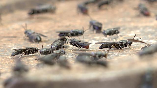 Araştırma: İklim değişikliği böcek topluluklarında “geniş çapta kaos”a yol açabilir