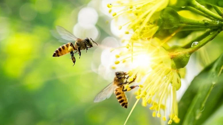 Bal arıları tehlikede… Ölüm oranları zirvede