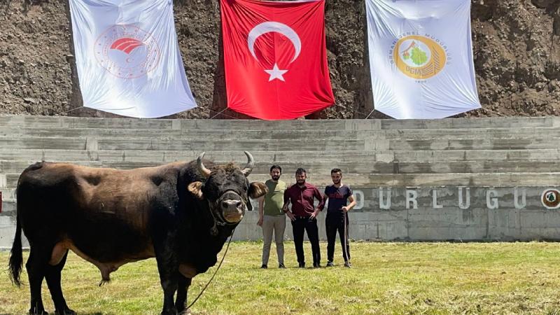 Yusufeli’nin güreşçi boğaları, yeni arenaya ayak bastı