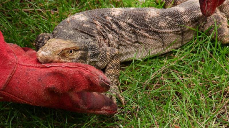 Bitkin düşen çöl varanı tedavisinin ardından doğaya bırakıldı
