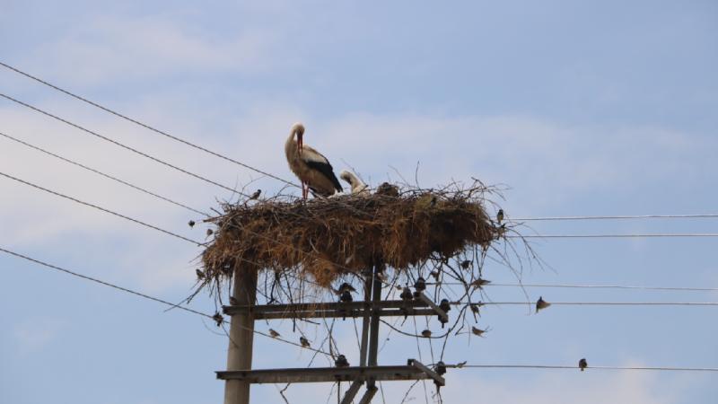 Afyonkarahisar’da leylekler yıllardır aynı elektrik direğinde konaklıyor