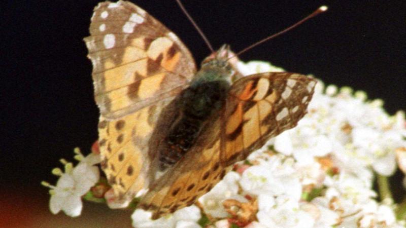 Kral kelebeklerinin kanatlarındaki beyaz benekler göç yolculuğunu kolaylaştırıyor