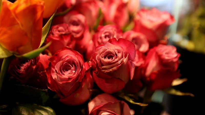 Isparta’daki gül bahçelerinde hasadın son günleri yaşanıyor