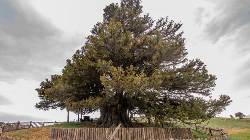 Anıt ağaç sayısı 10 bin 506’ya yükseldi