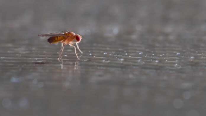 Ölümü Görmek, Meyve Sinekleri İçin Bile Kolay Değil