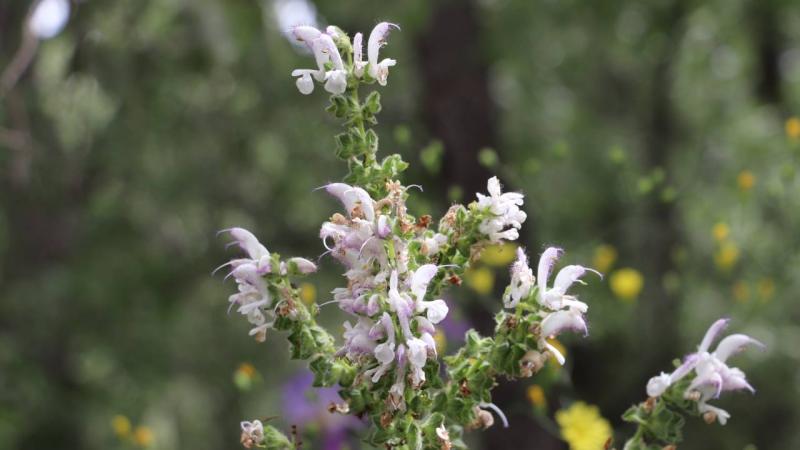 Yılda sadece 15 gün açan endemik Siirt adaçayı korunuyor