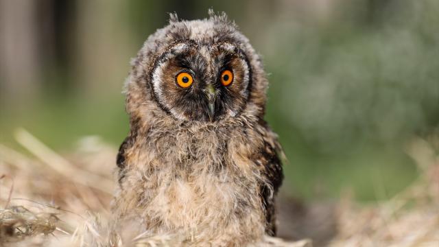 Şanlıurfa’da bitkin halde bulunan peçeli baykuş tedavi altına alındı