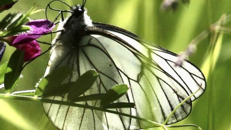 100 yıl önce soyu tükenen kelebek, yeniden ortaya çıktı