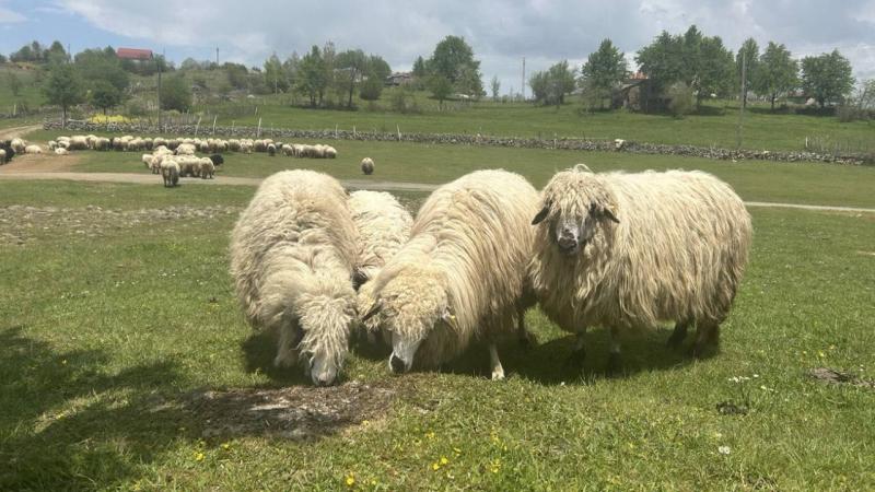 Giresun yaylaları koyun-kuzu sesleriyle şenlendi