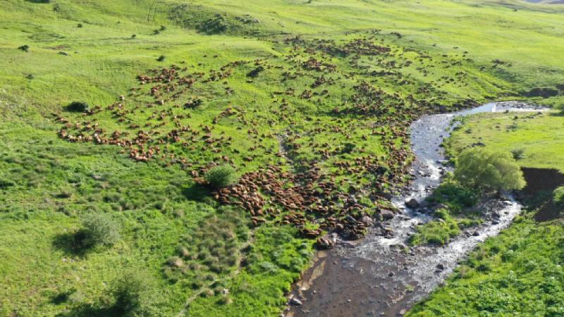 Göçerlerin Ağrı’nın yaylalarına zorlu yolculuğu sürüyor