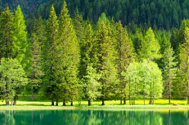 Türkiye’nin en yeşil kentleri