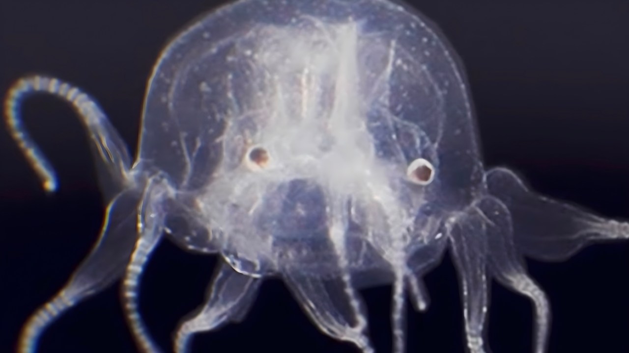 Ölümsüz Bir Türü de Bulunan Denizanalarının Gözleri Var mı?