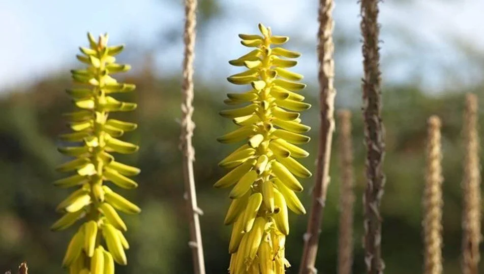 Ölümsüzlük otu (sarısabır)