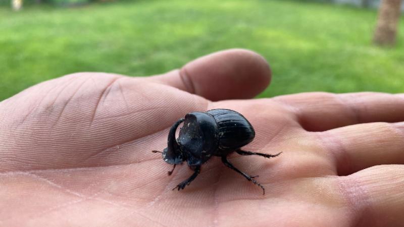 Dünyanın en güçlü böceği Manisa’da görüldü
