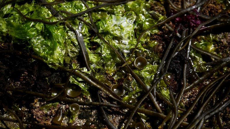 ABD’de zehirli yosunlar, yüzlerce balina ve deniz aslanının ölümüne neden oldu