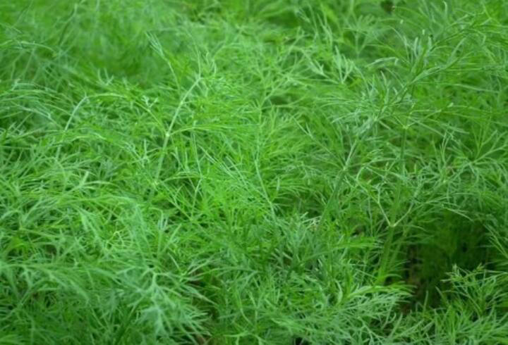 Tiroid nodüllerini bir bardakla küçültüyor! Kilo verdirip yüksek tansiyonu dibe çekiyor…