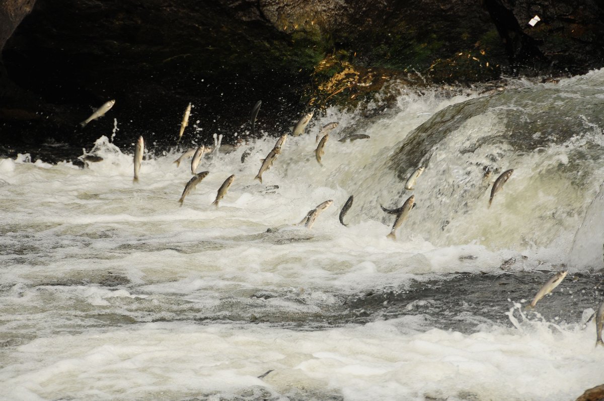 Van Gölü’ndeki inci kefali stoku 50 bin tona çıktı