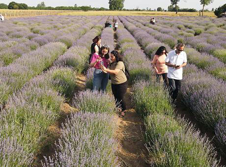 Edirne’den renkli görüntüler! Lavanta Tarla Günleri başladı