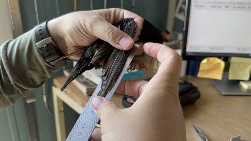 Sazlıkları yanan Kuş Cenneti’nde kuş sayısı düştü