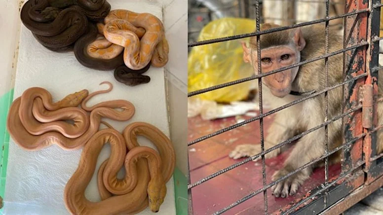 Nuh’un gemisi gibi: Tam 63 hayvan.. Valabi kanguru, makak maymunu…