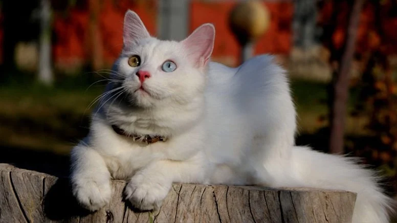 ‘Van kedisi artık turizm objesi’