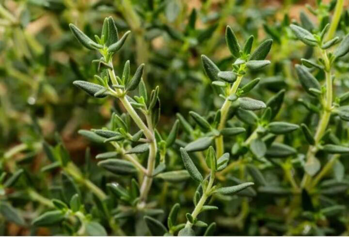 Kansere kalkan oluyor, iltihabı söküp atıyor