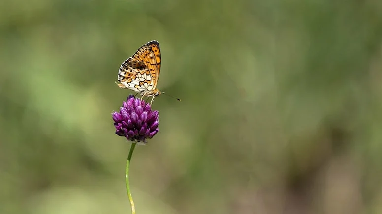 Tunceli’de kelebeklerden görsel şölen