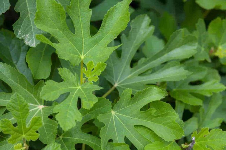 İşte doğadaki en güçlü doğal insülin! Tüketenlerde şeker hastalığı ve kalp krizi riski kalmıyor