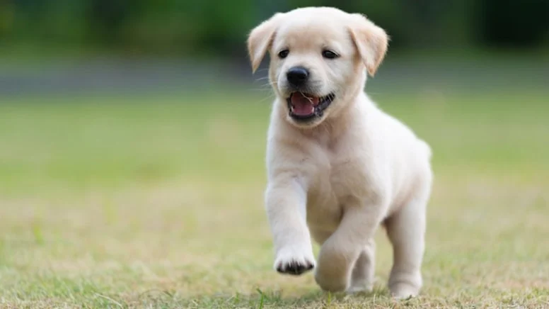 En sevgi dolu evcil köpek cinsleri belli oldu…