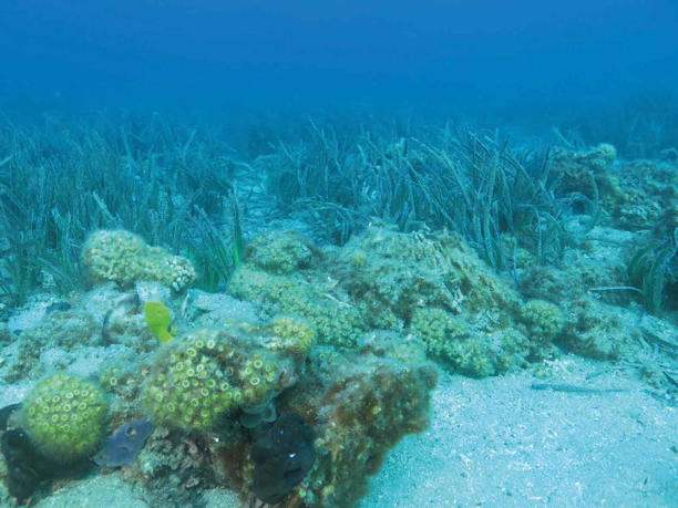 Nesli tehlike altındaki taş mercanlar için bilimsel izleme çalışmaları devam ediyor