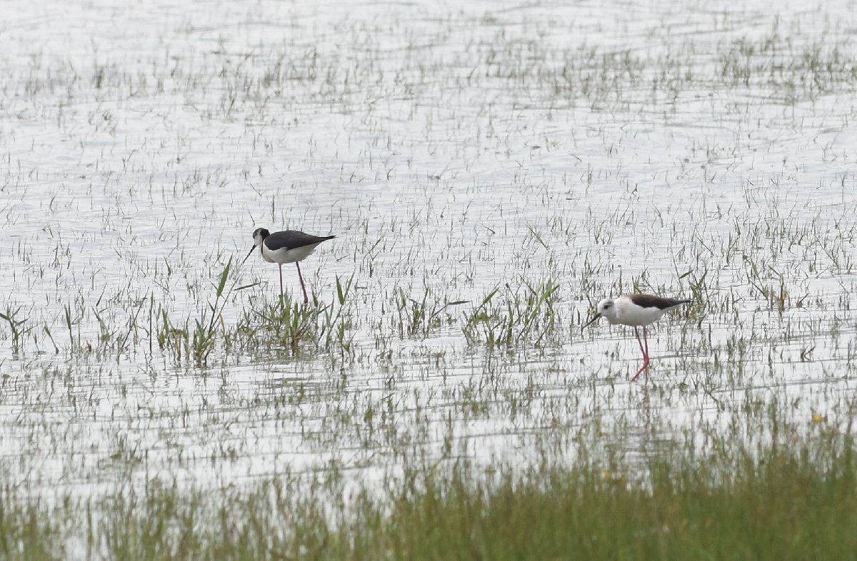 10 yıl aradan sonra Kellah Gölü’ne geldiler