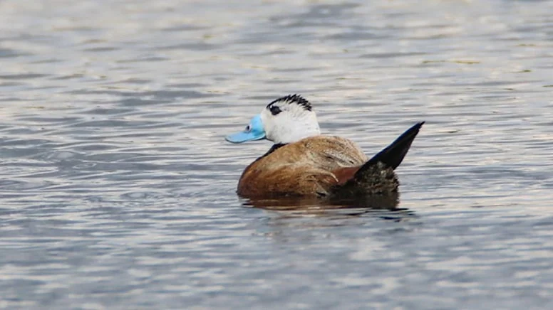 Nesli tehlike altındaydı, Kars’taki Çalı Gölü sulak alanında görüntülendi