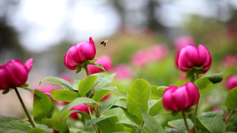 Isparta’da gül sezonu gecikmeli başladı