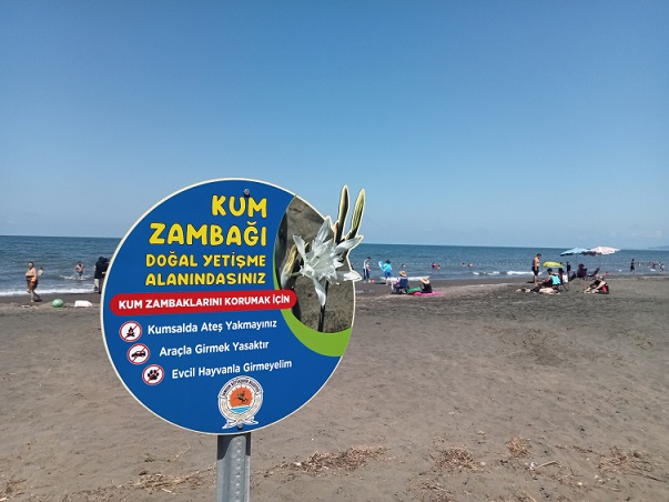 Samsun’da koruma altındaki kum zambakları çiçek açtı