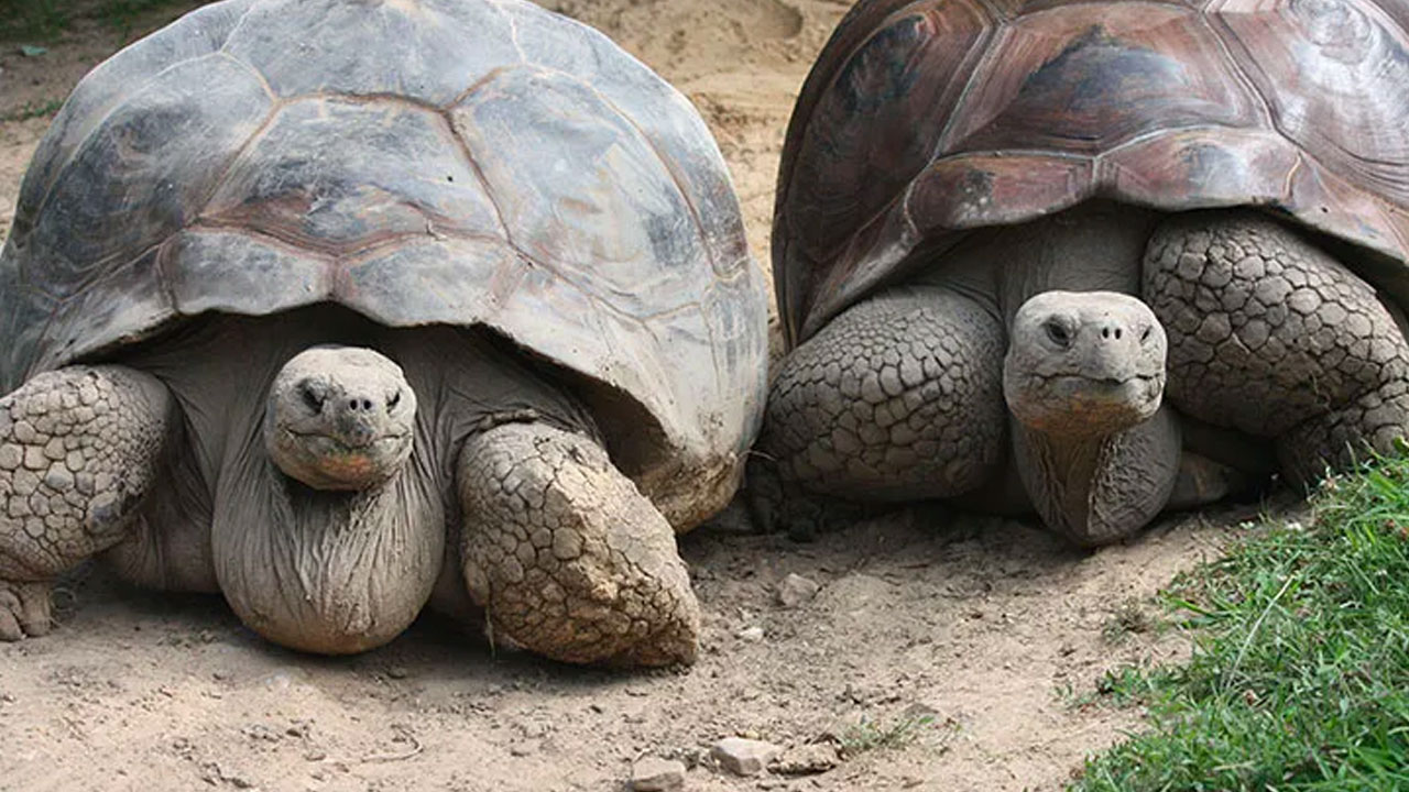 Canlıların Ortalama Ömrünü Belirleyen Şey Nedir?