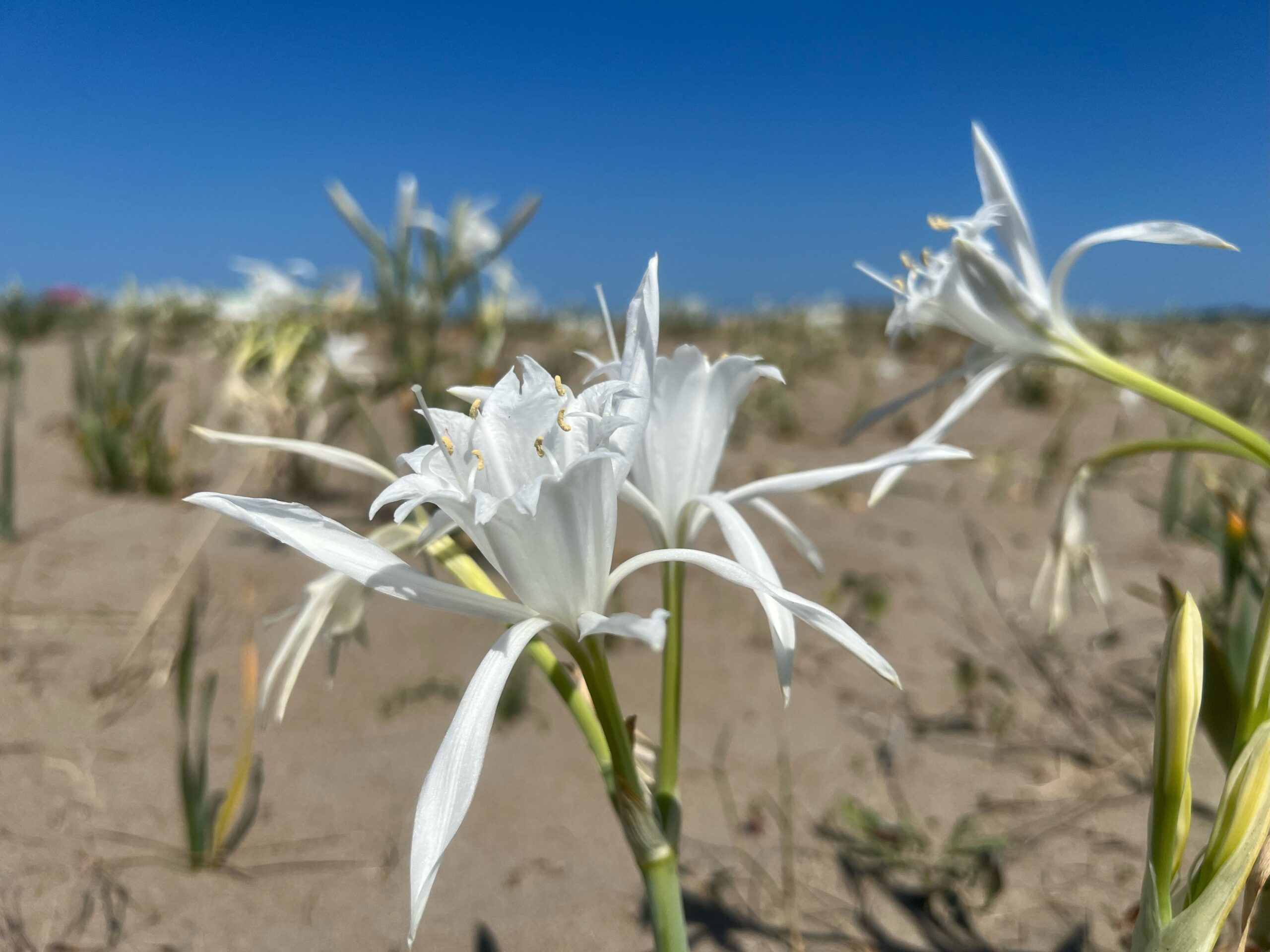 Kum Zambakları İçin Alınan Tedbirler İşe Yaradı(Özel Haber)