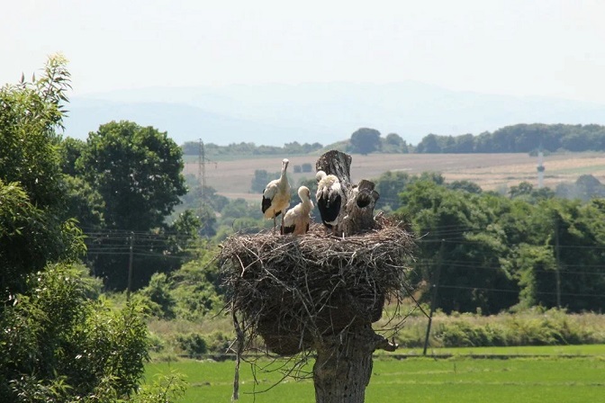Kızılırmak Deltası Kuş Cenneti’ndeki leylekler yuvalarında görüntülendi