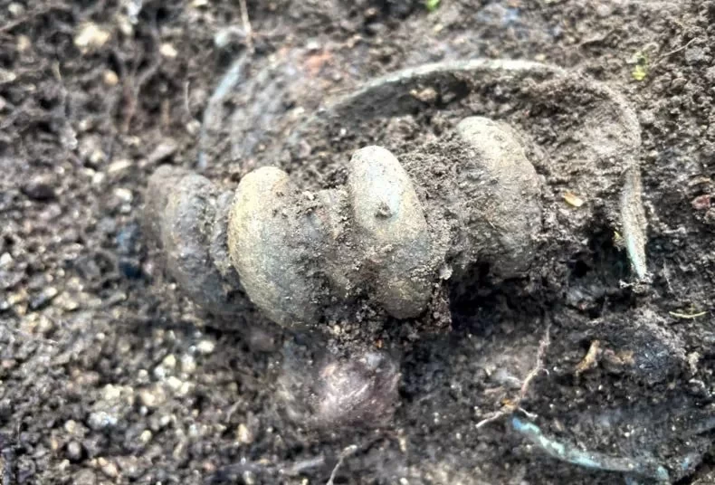 Avusturya’da bulunan bronz takılar ve nadir tekstil parçaları içeren Erken Demir Çağı ölü yakma cenazesi
