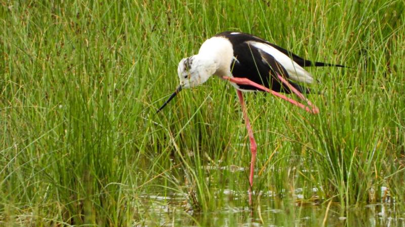 Kuşlar doğal yaşamlarında görüntülendi