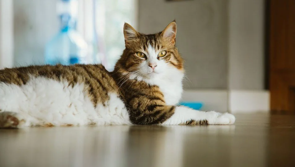 Polonya’daki kedilerde gizemli kuş gribi salgını