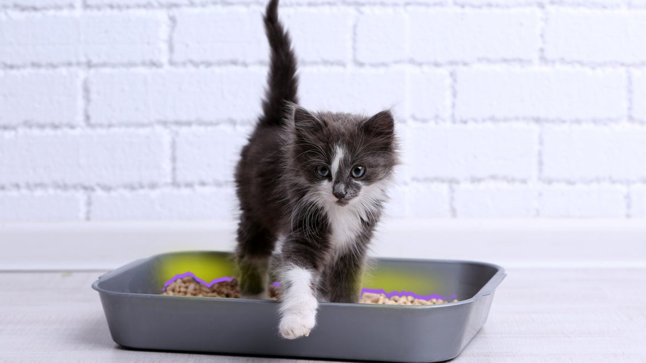 Kimse Onlara Öğretmemesine Rağmen Kediler Tuvaletini Kuma Yapmayı ya da Örümcekler Ağ Örmeyi Nasıl Biliyorlar?