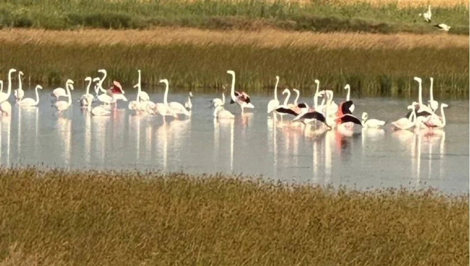 Çorum’da ilk kez flamingo görüldü